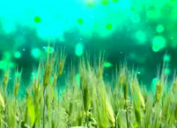 风吹麦浪创作背景,追寻乡村记忆与时代变迁的交响诗